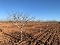 Floración del pistacho.